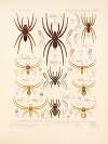 Arachnida Araneidea Pl 12