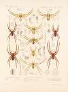 Arachnida Araneidea Pl 13