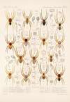 Arachnida Araneidea Pl 16