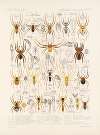 Arachnida Araneidea Pl 19