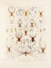 Arachnida Araneidea Pl 21