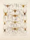 Arachnida Araneidea Pl 22