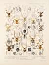 Arachnida Araneidea Pl 24