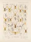 Arachnida Araneidea Pl 26