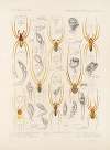Arachnida Araneidea Pl 28