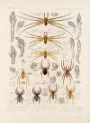 Arachnida Araneidea Pl 30