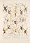 Arachnida Araneidea Pl 32