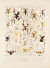 Arachnida Araneidea Pl 33