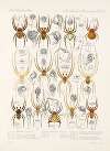 Arachnida Araneidea Pl 36