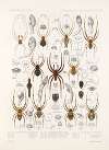 Arachnida Araneidea Pl 38