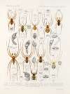 Arachnida Araneidea Pl 39
