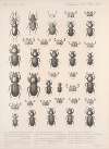 Insecta Coleoptera Pl 001