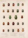 Insecta Coleoptera Pl 015
