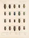 Insecta Coleoptera Pl 059