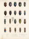 Insecta Coleoptera Pl 064