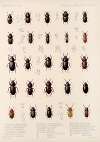 Insecta Coleoptera Pl 102