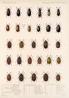 Insecta Coleoptera Pl 103