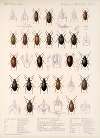 Insecta Coleoptera Pl 115