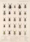 Insecta Coleoptera Pl 145