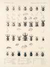 Insecta Coleoptera Pl 156