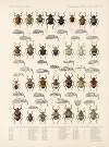 Insecta Coleoptera Pl 158