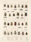Insecta Coleoptera Pl 159