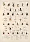 Insecta Coleoptera Pl 186