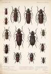Insecta Coleoptera Pl 222