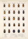 Insecta Coleoptera Pl 234