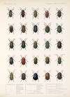 Insecta Coleoptera Pl 240