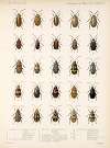Insecta Coleoptera Pl 251
