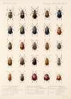 Insecta Coleoptera Pl 258