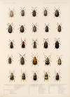 Insecta Coleoptera Pl 260