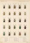 Insecta Coleoptera Pl 261