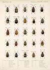 Insecta Coleoptera Pl 264