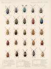 Insecta Coleoptera Pl 265