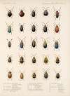 Insecta Coleoptera Pl 266