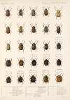 Insecta Coleoptera Pl 271