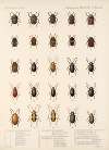 Insecta Coleoptera Pl 272