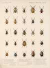 Insecta Coleoptera Pl 274