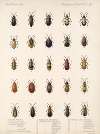 Insecta Coleoptera Pl 276