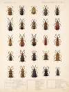 Insecta Coleoptera Pl 279