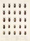 Insecta Coleoptera Pl 290