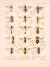 Insecta Diptera Pl 01