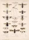 Insecta Diptera Pl 03