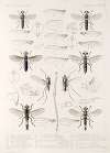 Insecta Diptera Pl 08