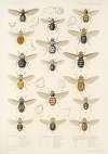 Insecta Diptera Pl 09