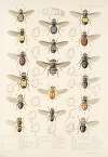 Insecta Diptera Pl 10