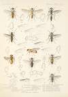 Insecta Diptera Pl 12