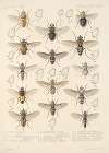 Insecta Diptera Pl 13